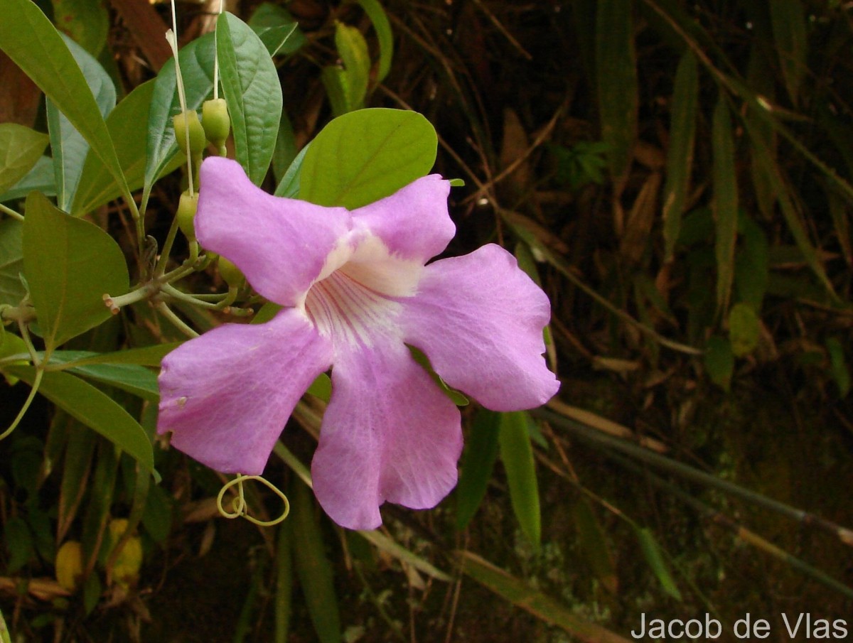 Bignonia